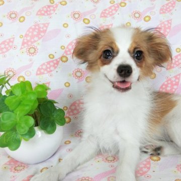 パピヨン【千葉県・女の子・2023年4月17日・ホワイト&レッドセーブル】の写真「日本で一番歴史のあるパピヨンブリーダー」