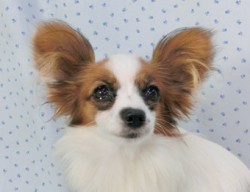 パピヨン【千葉県・女の子・2013年11月4日・白茶(ホワイト&レッドセーブル)】の写真「」