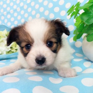 パピヨン【千葉県・男の子・2024年4月18日・ホワイト&レッドセーブル】の写真「日本で一番歴史のあるパピヨンブリーダー」