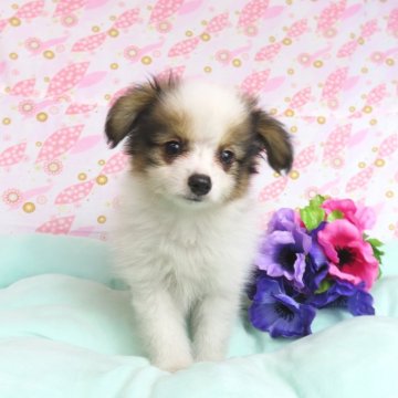 パピヨン【千葉県・男の子・2024年4月29日・ホワイト&レッドセーブル】の写真「日本で一番歴史のあるパピヨンブリーダー」