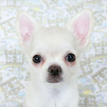 チワワ(ロング)【千葉県・女の子・2022年7月14日・ホワイト&フォーン】の写真「白いチワワをお探しならお勧めの良血統の女の子」