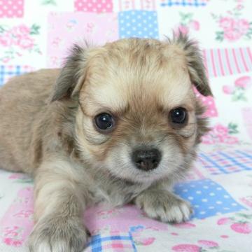 チワワ(ロング)【千葉県・男の子・2022年7月26日・レッド】の写真「白いチワワをお探しならお勧めの男の子」