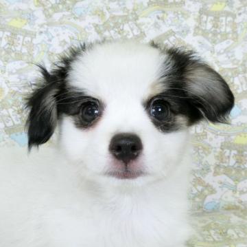 ミックス(母パピヨンと父チワワ)【千葉県・男の子・2022年5月30日・トライ(白黒茶の3色)】の写真「日本で一番歴史のあるパピヨンブリーダー」