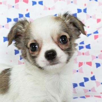 チワワ(ロング)【千葉県・女の子・2022年9月7日・ホワイト&レッド】の写真「良血統のチワワ女の子」