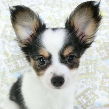 ミックス(母パピヨンと父チワワ)【千葉県・女の子・2022年5月30日・トライ(白黒茶の3色)】の写真「日本で一番歴史のあるパピヨンブリーダー」