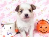 パピヨン【千葉県・男の子・2024年9月22日・ホワイト&レッドセーブル】の写真6「10/20現在の体重は0.475ｋｇです。」