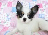 パピヨン【千葉県・男の子・2023年4月8日・トライ(白黒茶の3色)】の写真3
