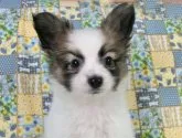 パピヨン【千葉県・男の子・2014年12月3日・白茶(ホワイト&レッドセーブル)】の写真4