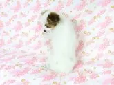 パピヨン【千葉県・女の子・2024年6月13日・ホワイト&レッドセーブル】の写真5