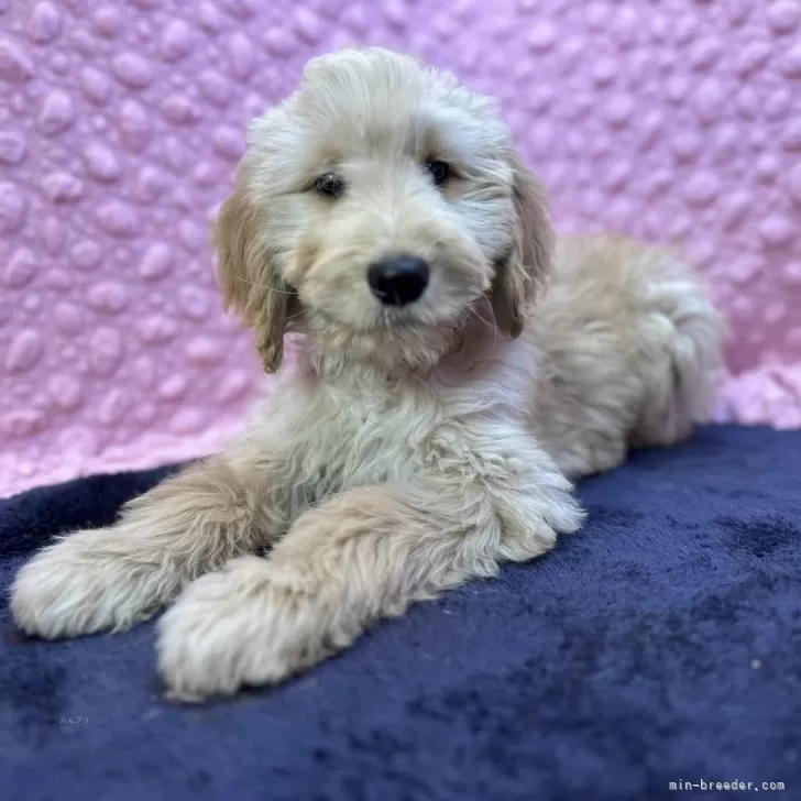 ID：2501-00878の子犬