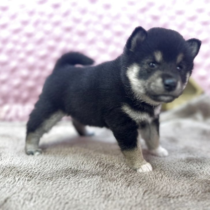 ブリーダー画像