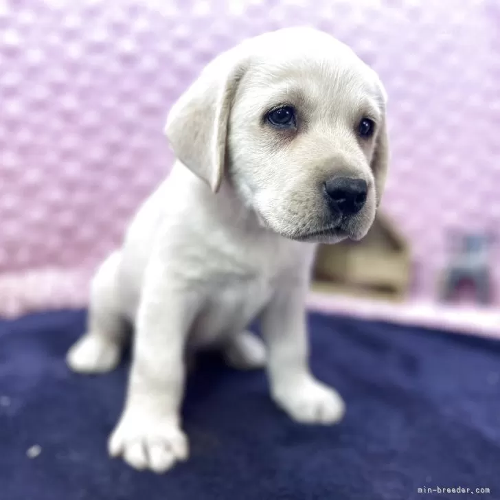 ラブラドールレトリバー【茨城県・男の子・2025年9月19日・イエロー】の写真1