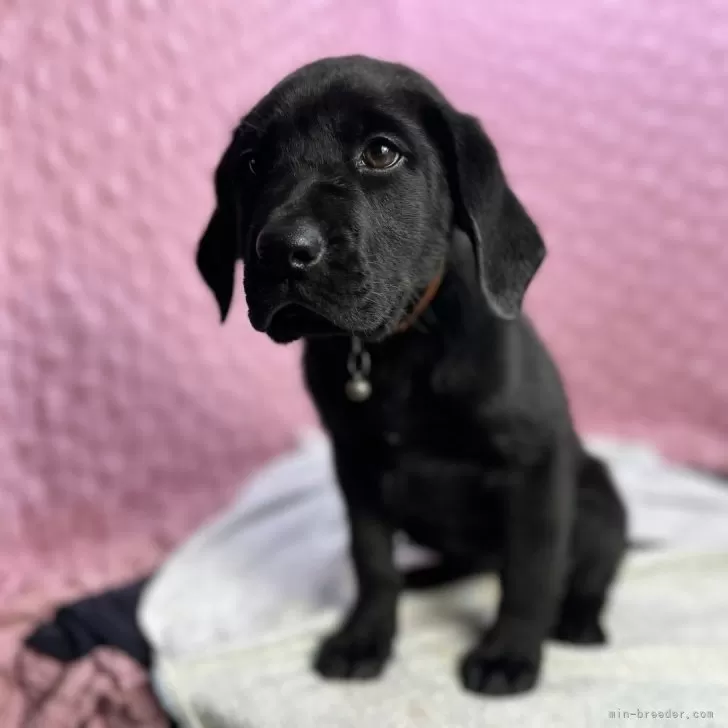 ID：2502-00987の子犬