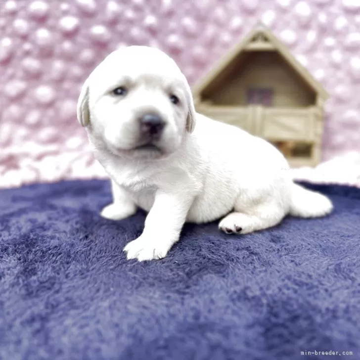 K.M 様のお迎えした子犬