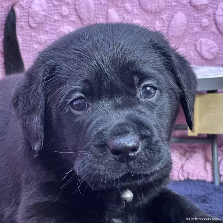 ID:2412-06633の子犬