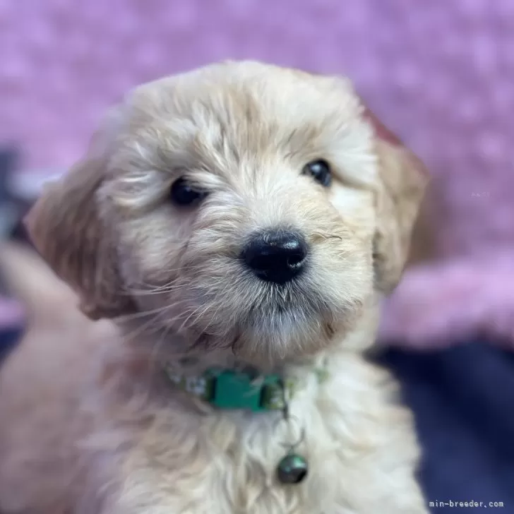 ID：2501-07412の子犬