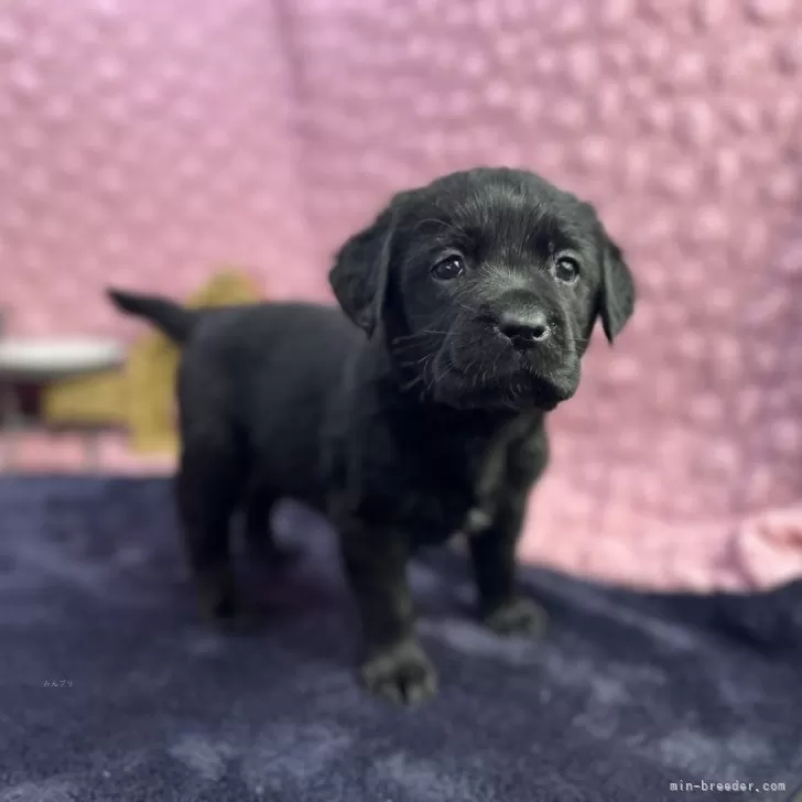 ID:2501-01221の子犬