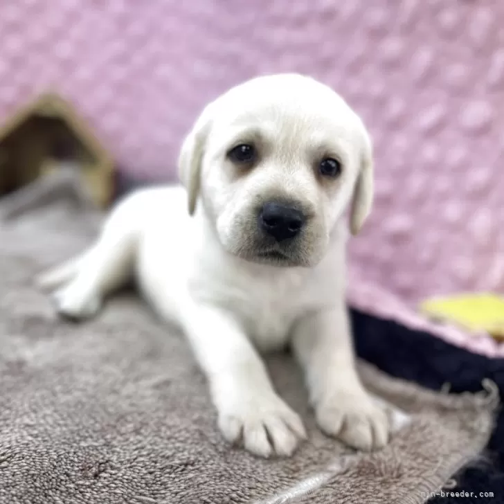 ラブラドールレトリバー【茨城県・男の子・2025年9月19日・イエロー】の写真1