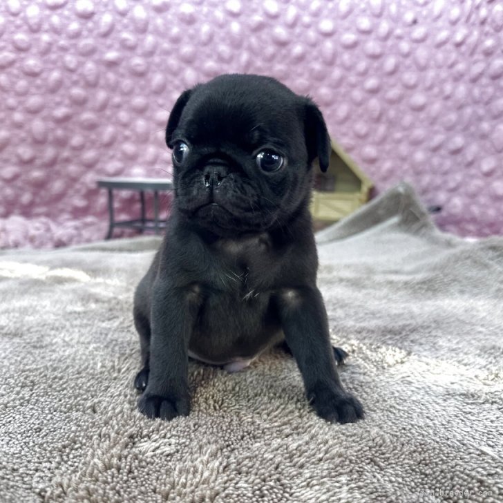 ブリーダー画像