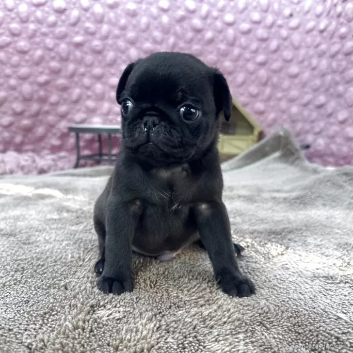 パグ【茨城県・男の子・2025年10月12日・ブラック】の写真1