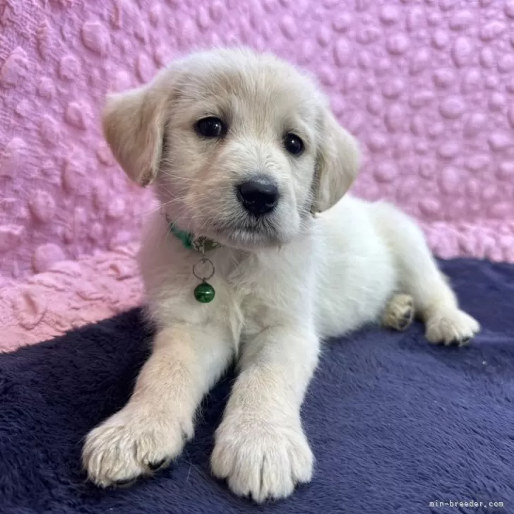 ID：2502-01666の子犬