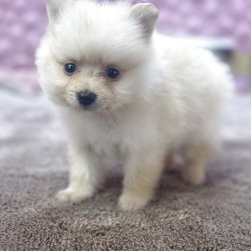 ポメラニアン【茨城県・男の子・2025年9月22日・クリーム】の写真「小柄な元気な男の子」