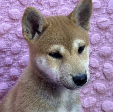 柴犬(標準サイズ)【茨城県・女の子・2024年9月18日・赤茶色】の写真「豆柴(母)胸白体赤茶両親共に遺伝子クリア　小柄」
