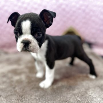 ボストンテリア【茨城県・男の子・2025年9月24日・ボストンカラー】の写真「バランスの取れたカラーの男の子」