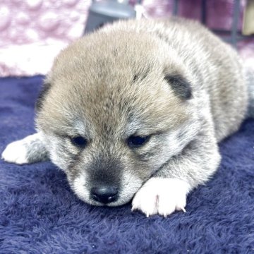 柴犬(標準サイズ)【茨城県・女の子・2025年4月2日・レッド】の写真「柴らしい女の子足先4本ホワイト」
