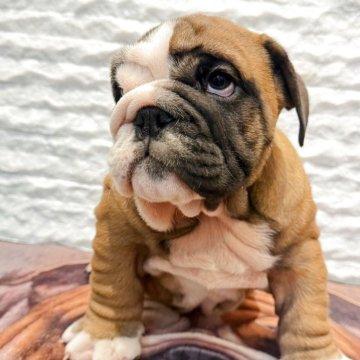 ブルドッグ【茨城県・男の子・2025年9月5日・レッドアンドホワイト】の写真「最高級血統のショータイプの男の子」