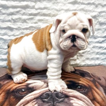 ブルドッグ【茨城県・男の子・2025年9月5日・レッドアンドホワイト】の写真「優良血統の男の子」