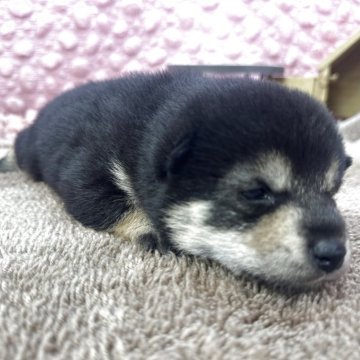 柴犬(標準サイズ)【茨城県・女の子・2025年10月18日・ブラック】の写真「ずんぐり体型の小柄な女の子」