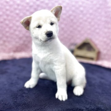 柴犬(標準サイズ)【茨城県・女の子・2025年6月22日・ホワイト】の写真「真っ白な柴犬の女の子」