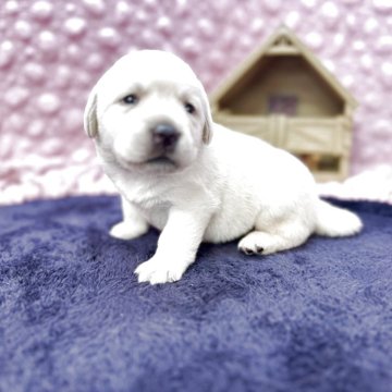 ラブラドールレトリバー【茨城県・女の子・2025年9月19日・イエロー】の写真「血統の良い警察犬訓練所出」