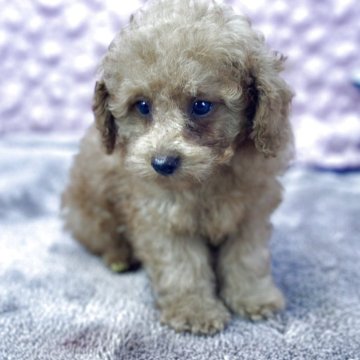 トイプードル(トイ)【茨城県・男の子・2025年8月19日・レッド】の写真「バランスの取れた男の子」