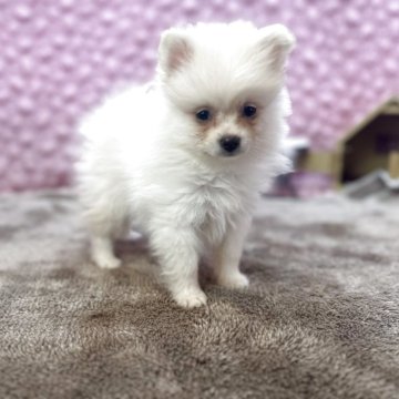 ポメラニアン【茨城県・男の子・2025年9月22日・クリーム】の写真「可愛い男の子」