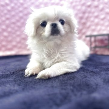 ペキニーズ【茨城県・女の子・2025年8月22日・ホワイト】の写真「クリクリの女の子」