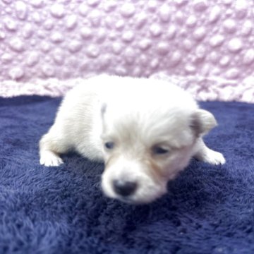 ポメラニアン【茨城県・男の子・2025年9月22日・クリーム】の写真「小さな可愛い男の子」