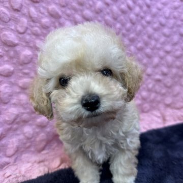ミックス(ビションフリーゼ×トイプードル)【茨城県・男の子・2025年1月12日・アプリコット】の写真「小さなミックス男の子元気です」