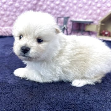 ポメラニアン【茨城県・男の子・2025年3月14日・クリーム】の写真「小柄な毛並みの良い男の子」