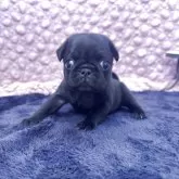 パグ