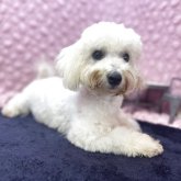 ビションフリーゼ