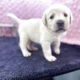 ラブラドールレトリバー