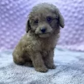 タイニープードル