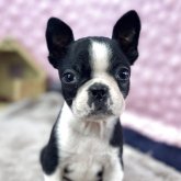 ボストンテリア