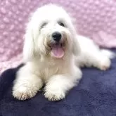 ビションフリーゼ