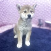 柴犬(標準サイズ)