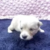 ポメラニアン