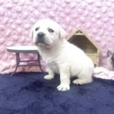 ラブラドールレトリバー