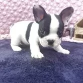 フレンチブルドッグ